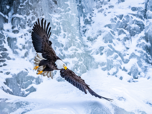 Soaring Eagle