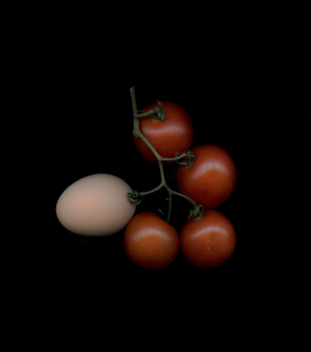 Fresh Egg on a Vine