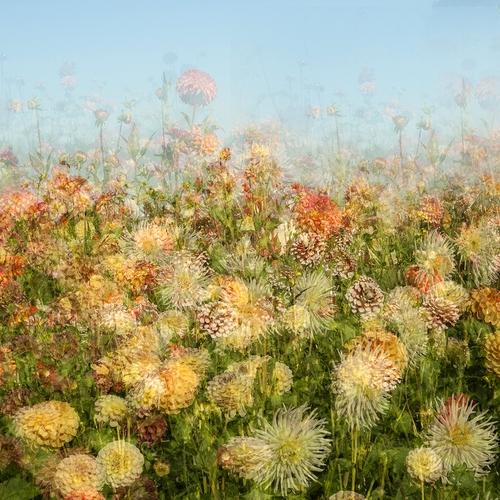 Dahlia Field 2