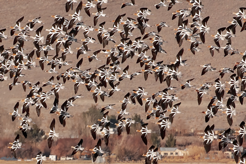 Avocets