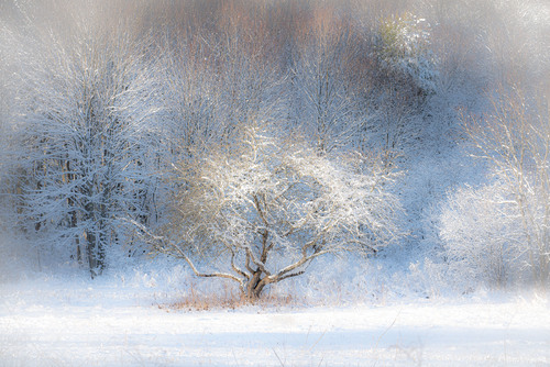 Winter Glow