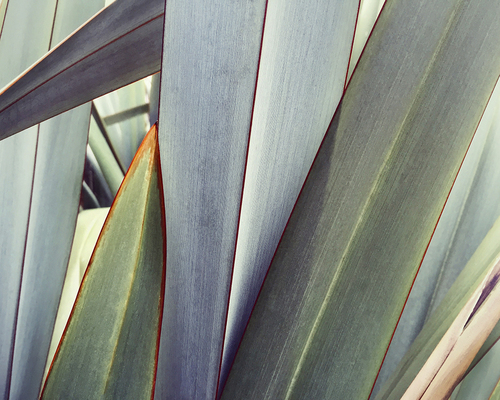 Phormium