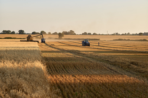 Harvesting Oats 2020 -3
