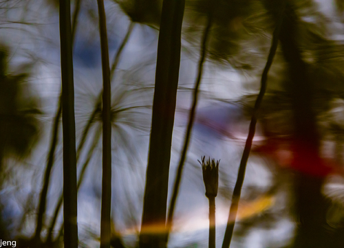 In the Pond