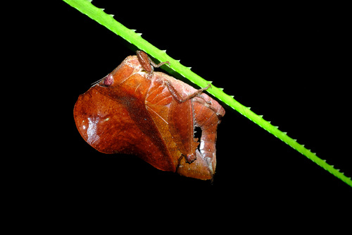 Leaf Mimic 