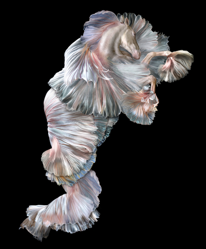 Seahorses