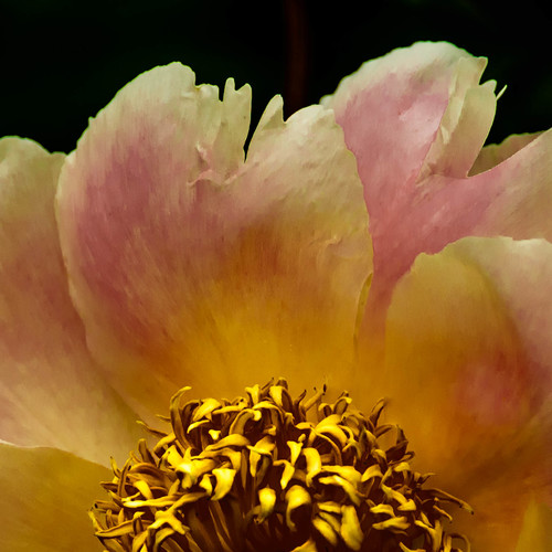 Petals in the Night