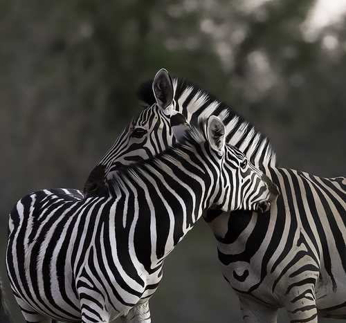 Monday Hug