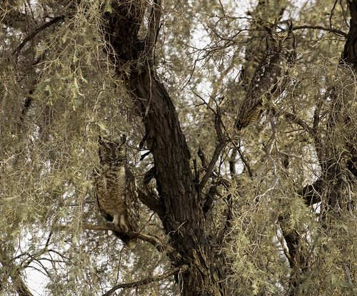 Eagle Owls