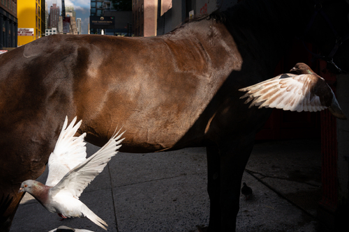 horse and pigeons