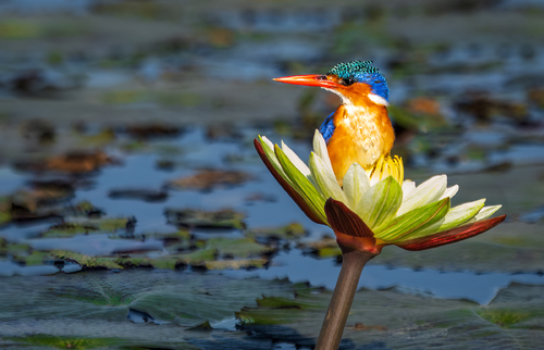 Blooming Bird