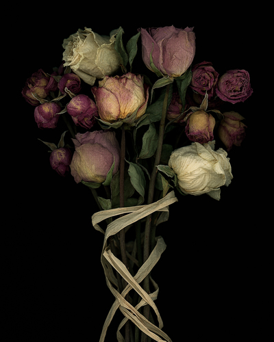 Still Life With Roses