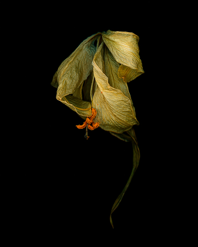 A Withered Soul