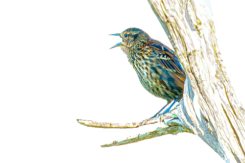 Perched in Song