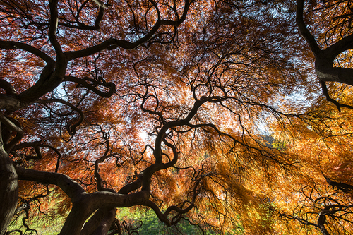 Japanese Maple 7