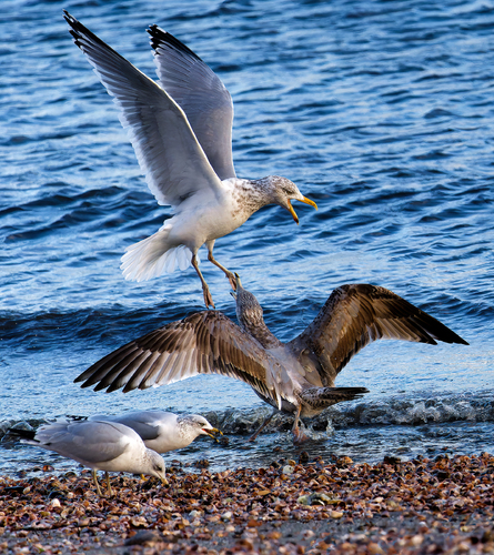 Seagull Fracas