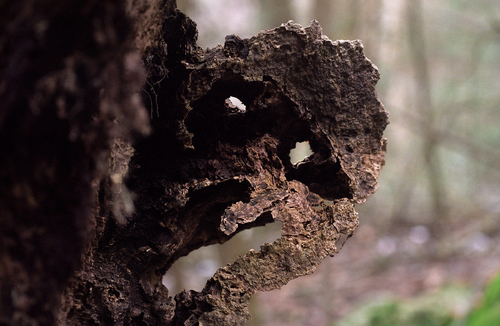 Uprooted