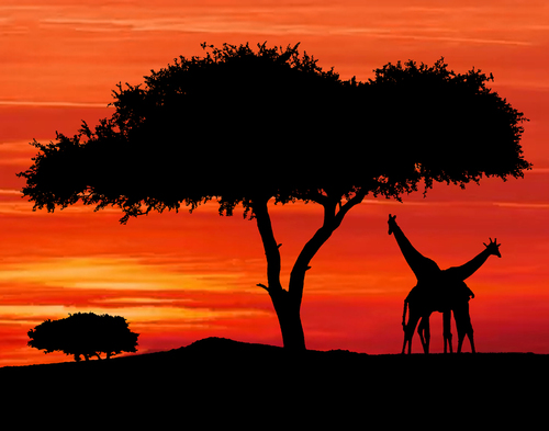 African Silhouette