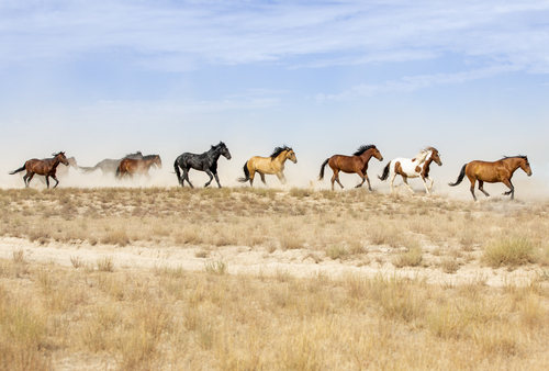 Wild Ones to the Water Hole