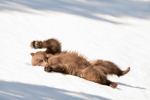 Bear Wave