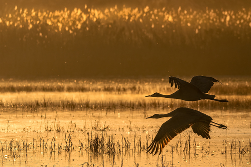 Sunrise Sandhill Crane Take Off