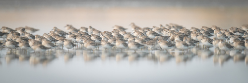 Sandpipers