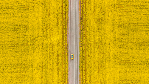Driving through the Canola