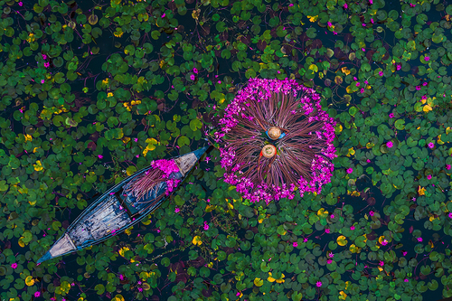 Harvesting Water Lilies