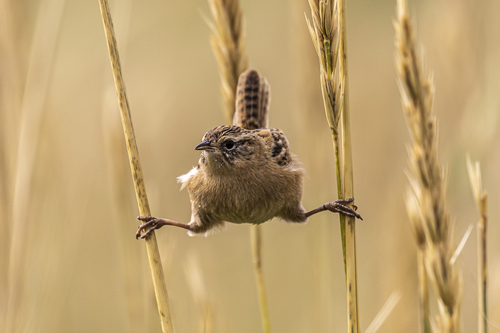 Sedge Wren Splits