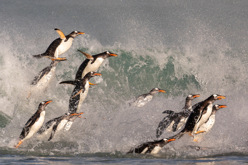 Flying Gentoo's