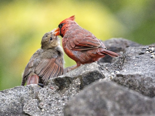 Paternal love