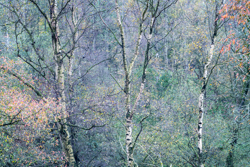 Birches