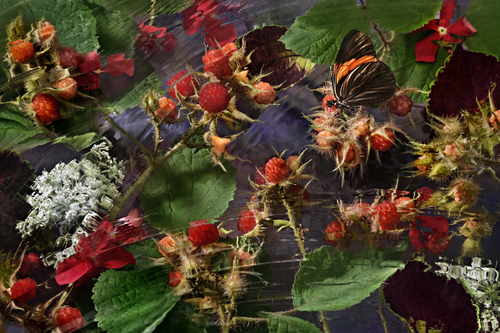 Stuck In The Brambles