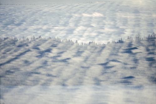 A Blanket for the Trees