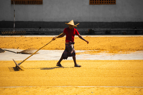 Drying rice