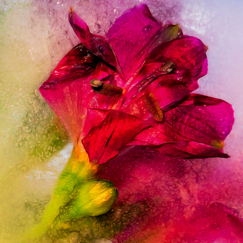 Frozen Flowers