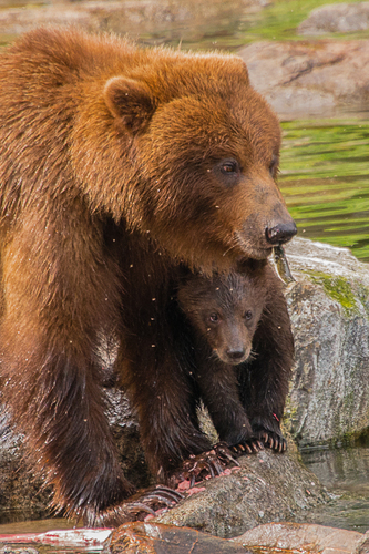 A Protective Mother