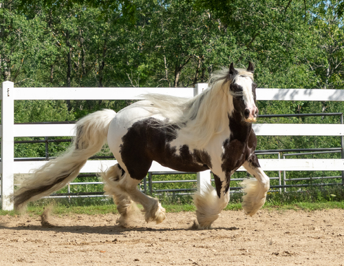 Footloose and Fancy Free