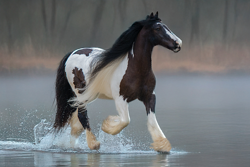 Free Spirit