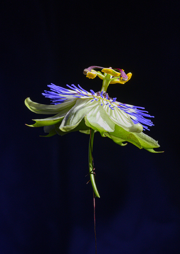 Passiflora