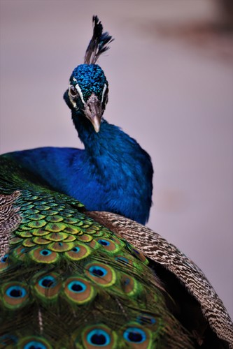 Elegant Peacock