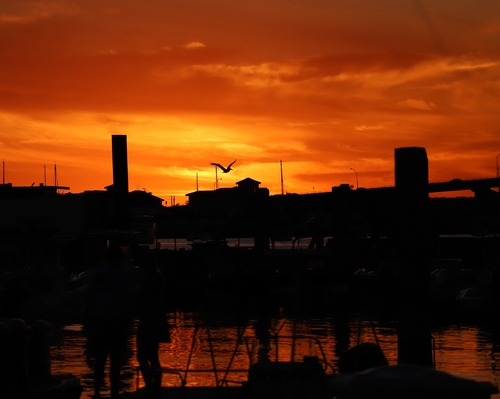 Sunset With Pelican