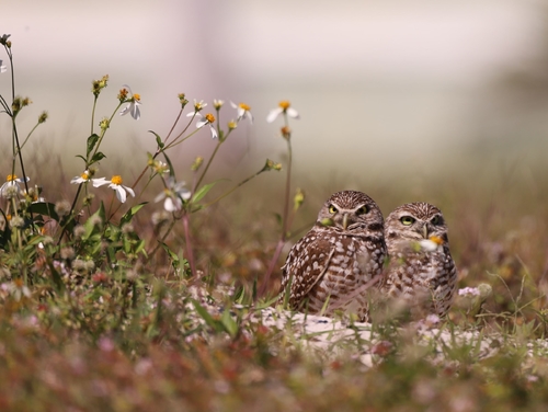 Burrowing Owls in the Sun