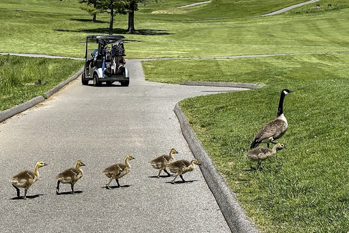 Follow Mommy