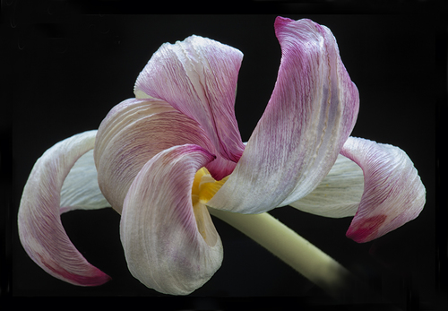 Momento Mori (Tulip)