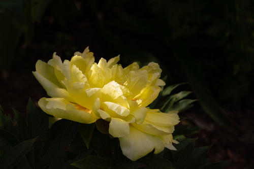Peony