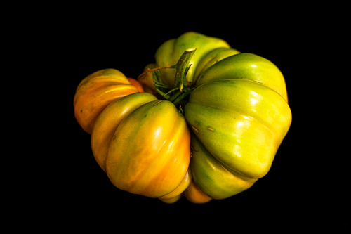 Ripening Tomato