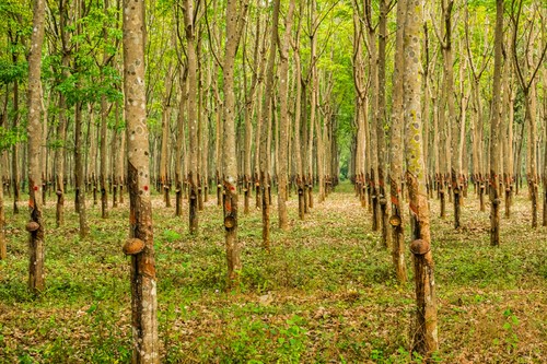 Rubber Plantation