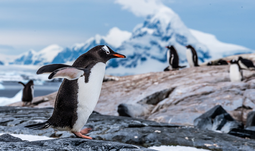 Antartica