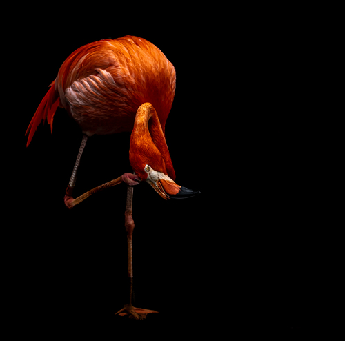 Flamingo